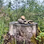 Nachhaltiges In *